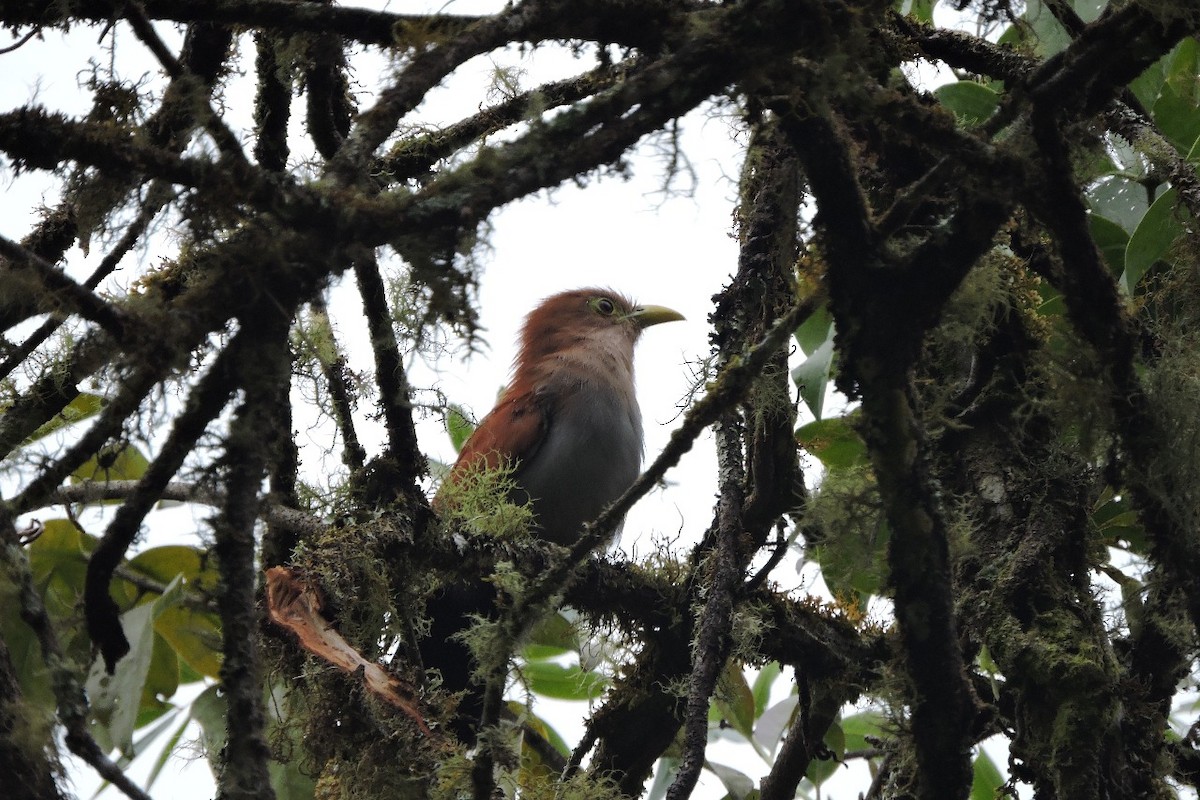 Common Squirrel-Cuckoo - ML643395446