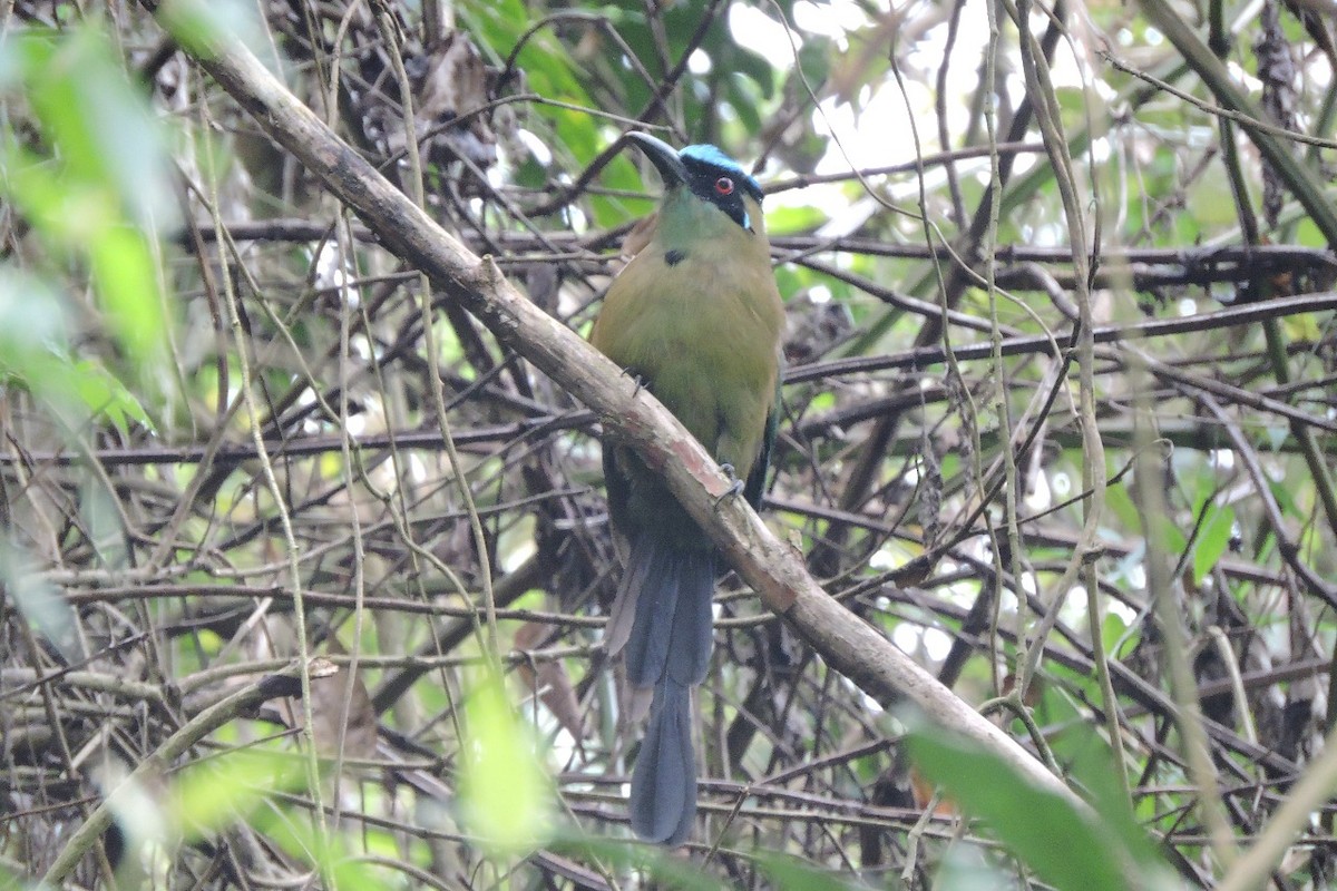 Andean Motmot - ML643395464