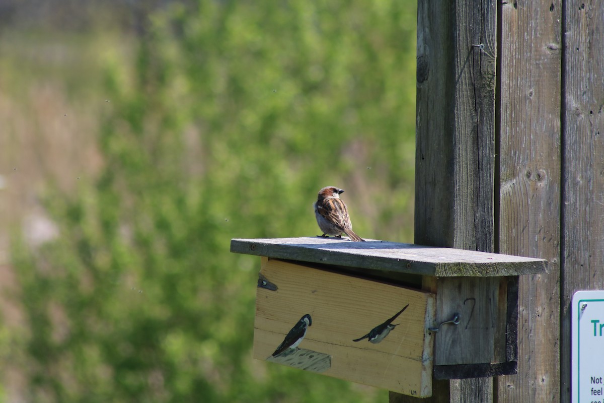 House Sparrow - ML643395473