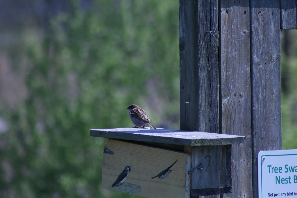 House Sparrow - ML643395481