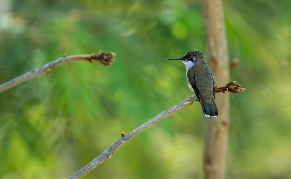 Ruby-topaz Hummingbird - ML643395483