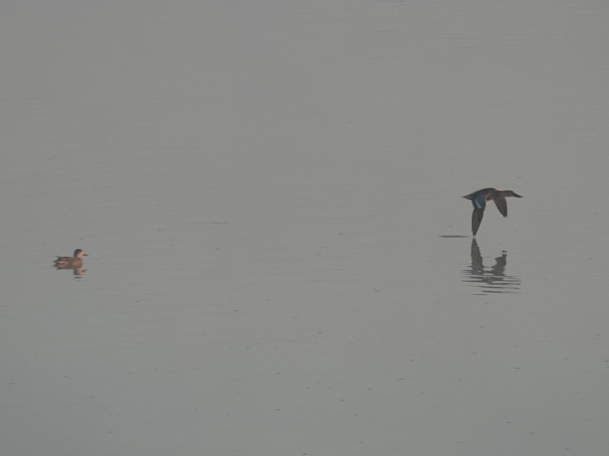 Northern Shoveler - ML643395499