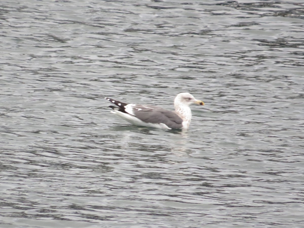 Lesser Black-backed Gull - ML643395506