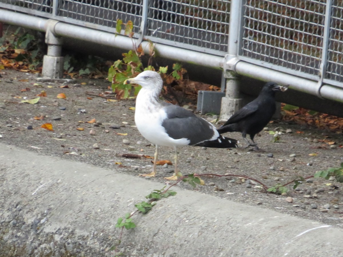 Lesser Black-backed Gull - ML643395508