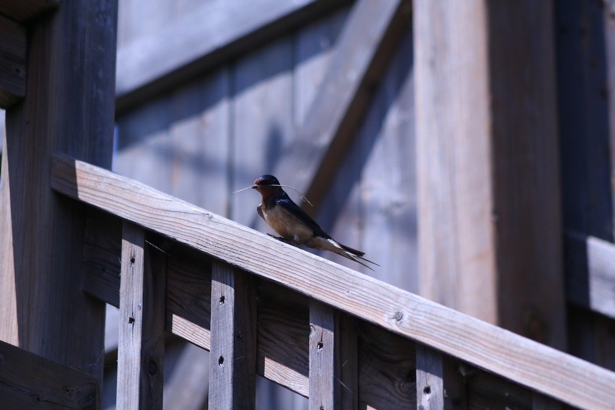 Barn Swallow - ML643395514