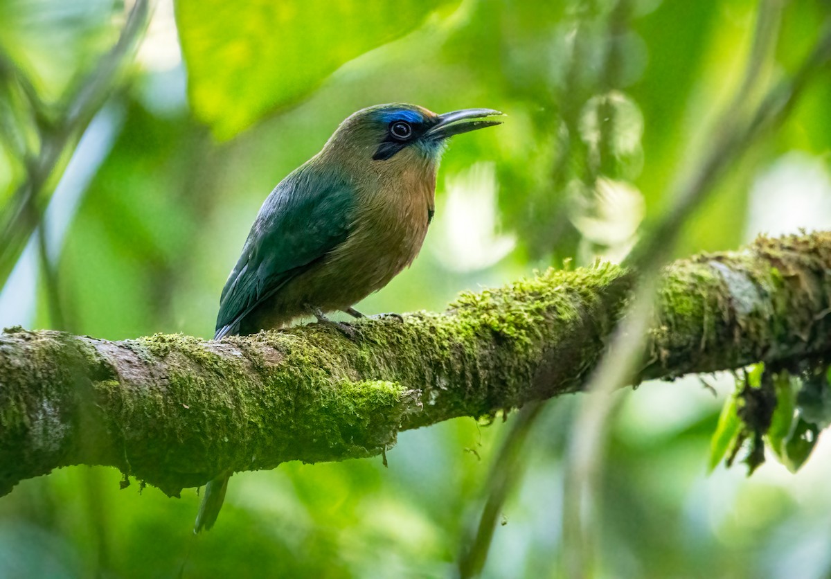 Keel-billed Motmot - ML643395515