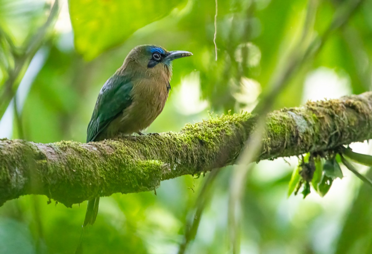 Keel-billed Motmot - ML643395516