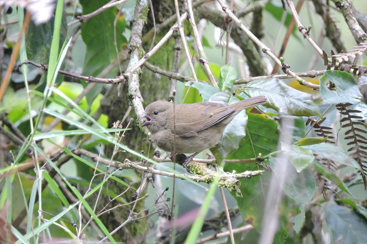 Dull-colored Grassquit - ML643395519