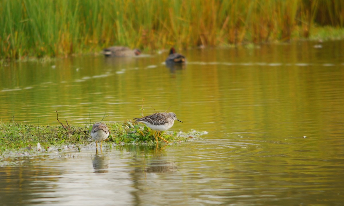 Greater Yellowlegs - ML643395520