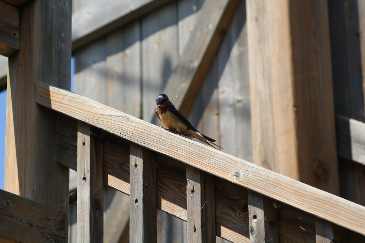 Barn Swallow - ML643395521