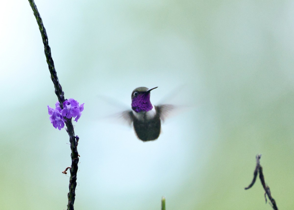 Purple-throated Woodstar - ML643395522