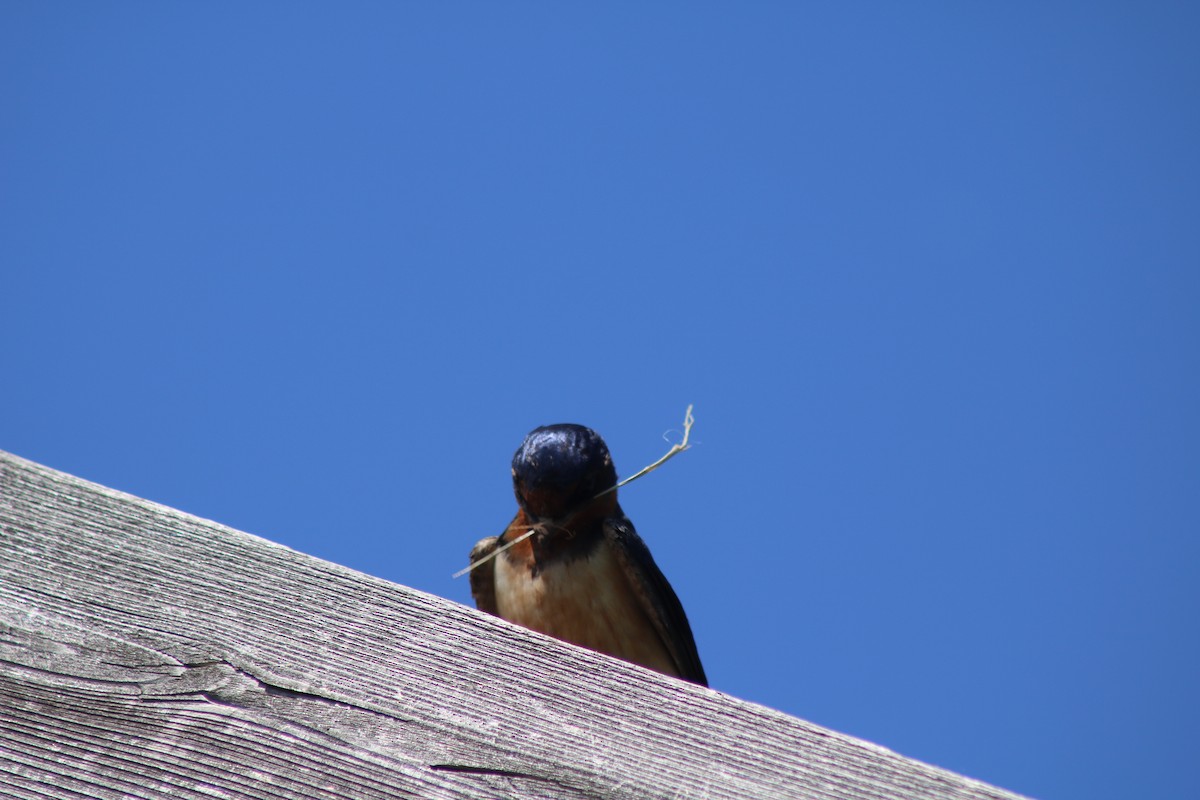 Barn Swallow - ML643395528