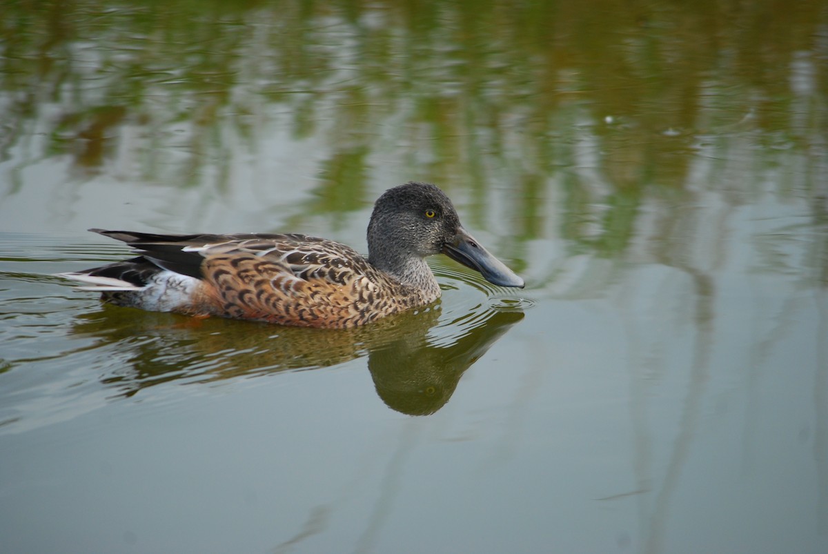 Northern Shoveler - ML643395530
