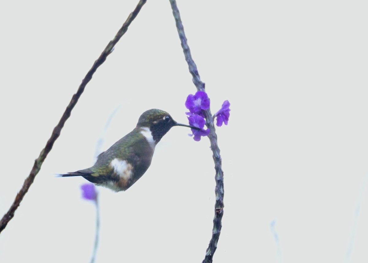 Purple-throated Woodstar - ML643395531