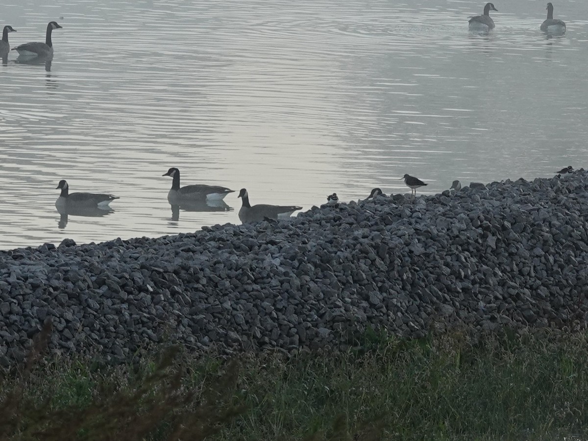 Greater Yellowlegs - ML643395534