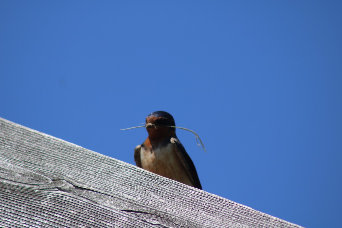 Barn Swallow - ML643395539