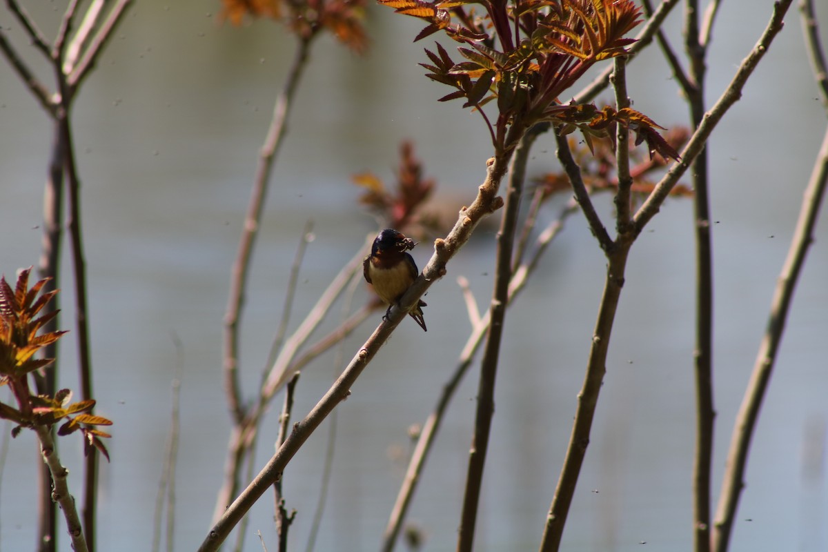 Barn Swallow - ML643395540