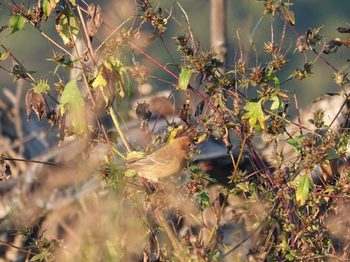 Blue Grosbeak - ML643395576