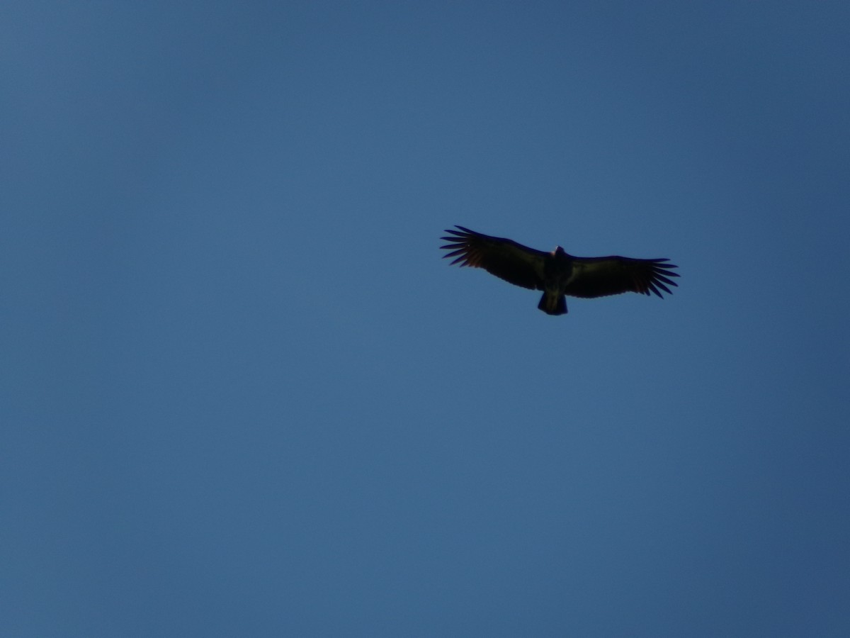 King Vulture - ML643395592