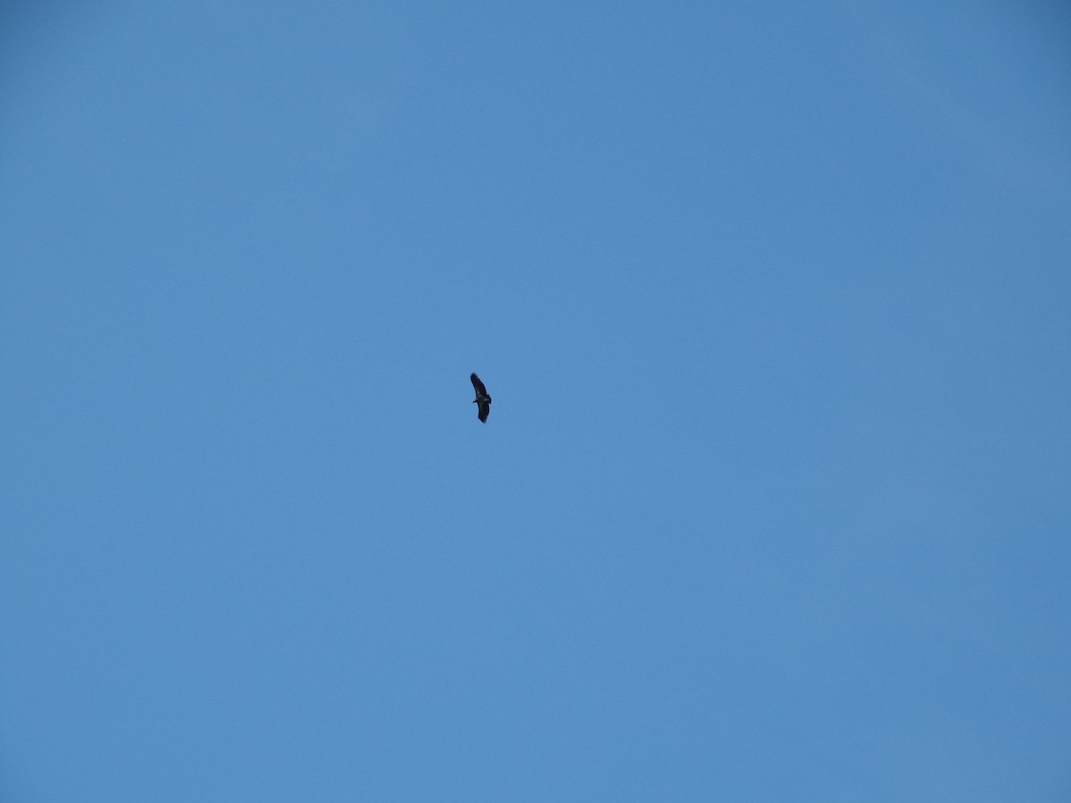 King Vulture - ML643395593