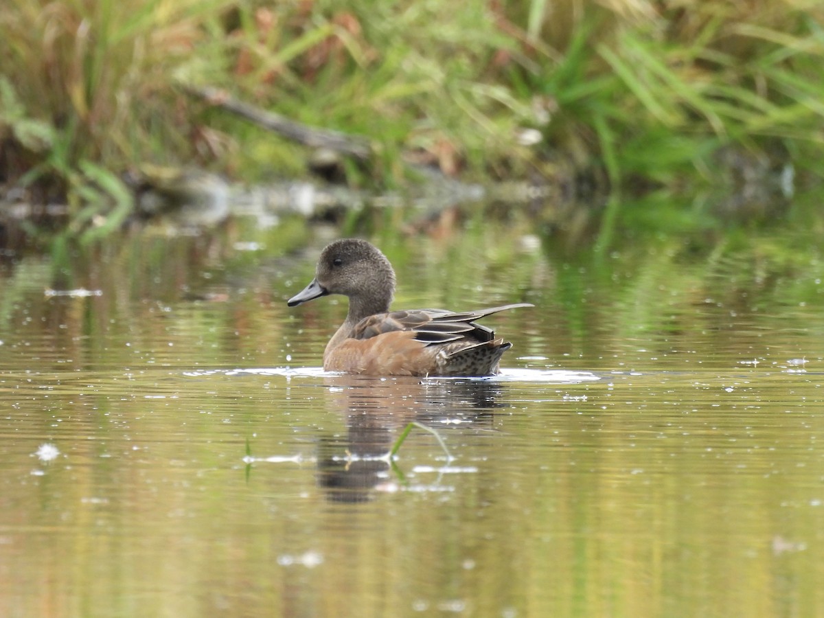 American Wigeon - ML643395594