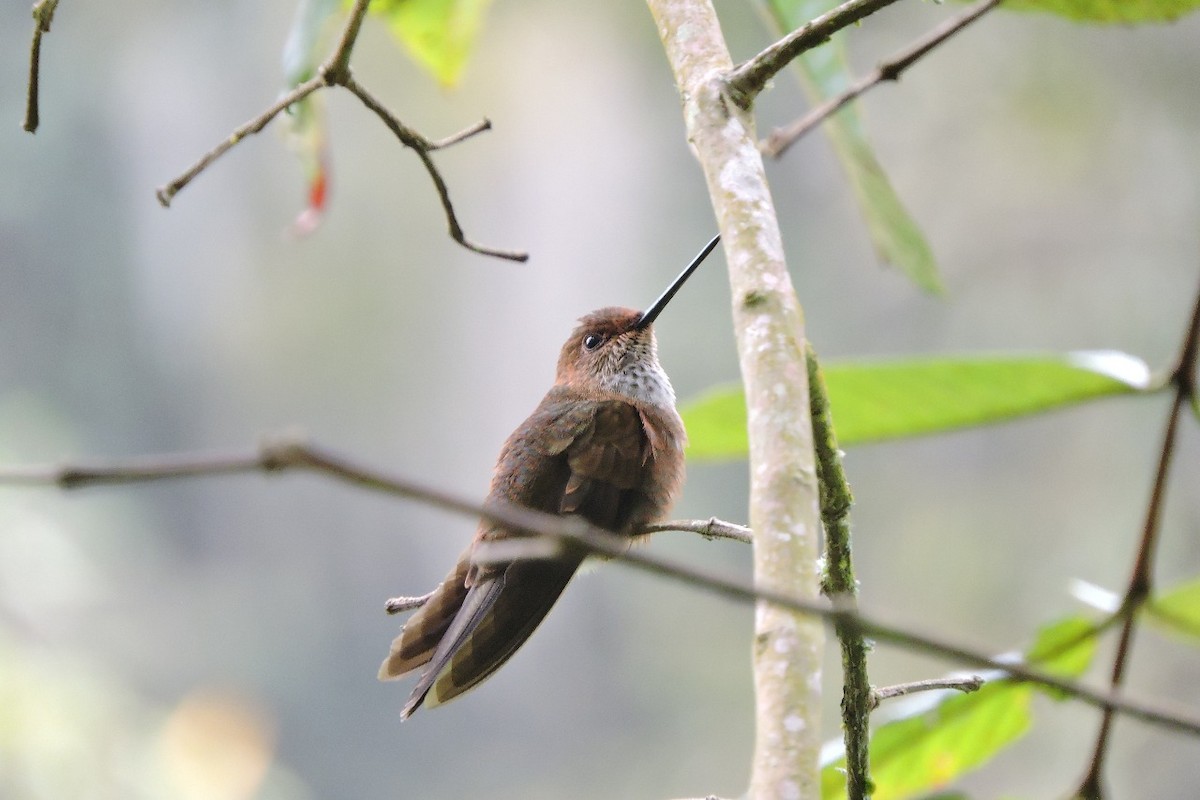 Bronzy Inca - ML643395605