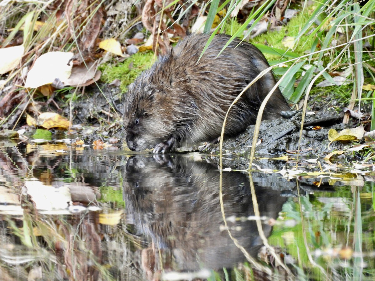 Muskrat - ML643395608
