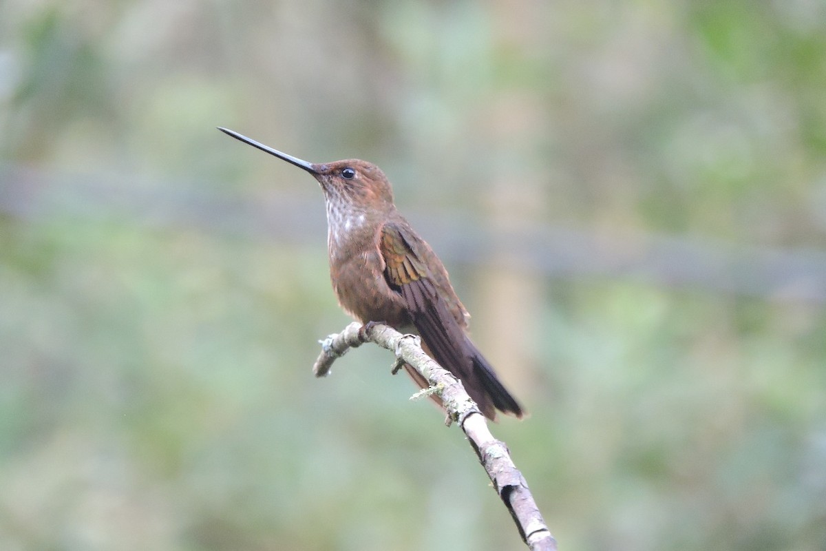 Bronzy Inca - ML643395615