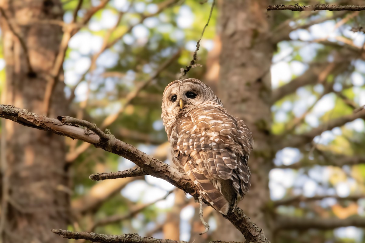 Barred Owl - ML643395631