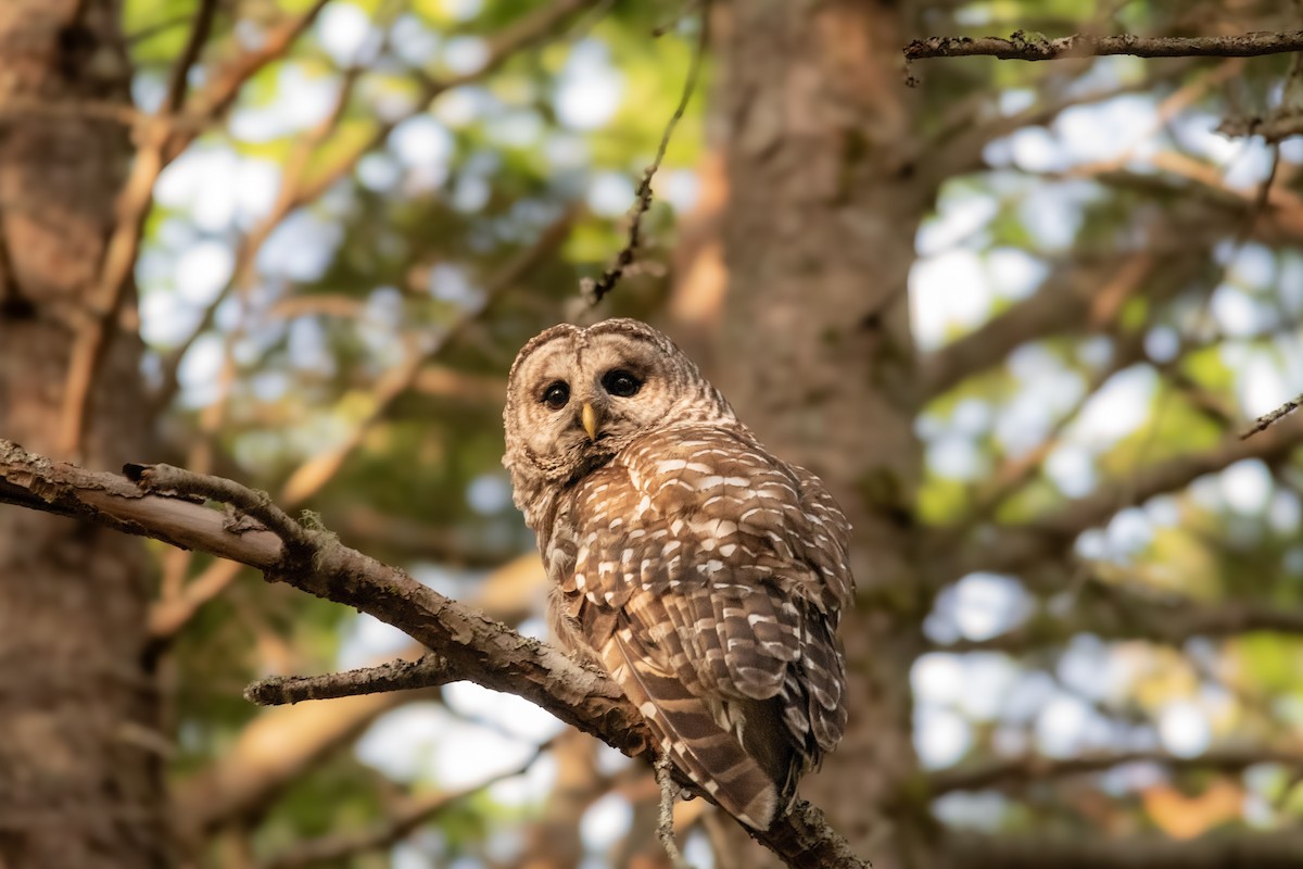 Barred Owl - ML643395632