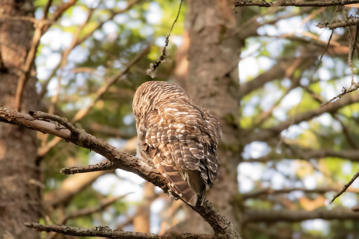 Barred Owl - ML643395634