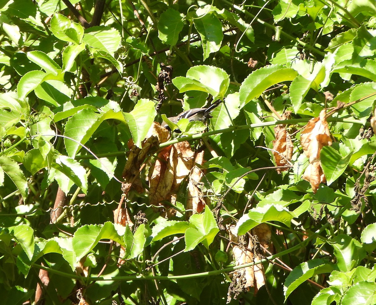 Northern White-fringed Antwren - ML643395641