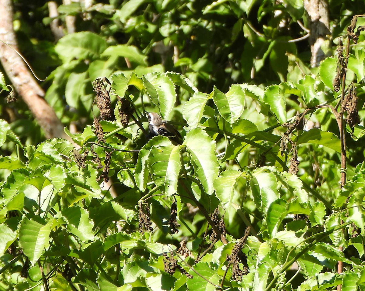 Northern White-fringed Antwren - ML643395642