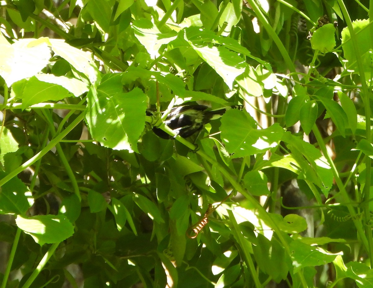 Northern White-fringed Antwren - ML643395643