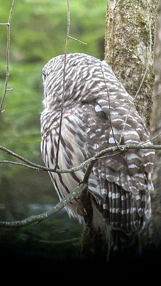 Barred Owl - ML643395654