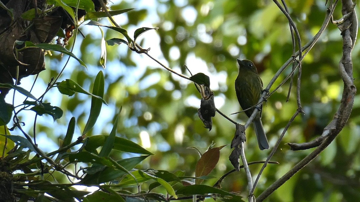 Pacific Flatbill - ML643395655