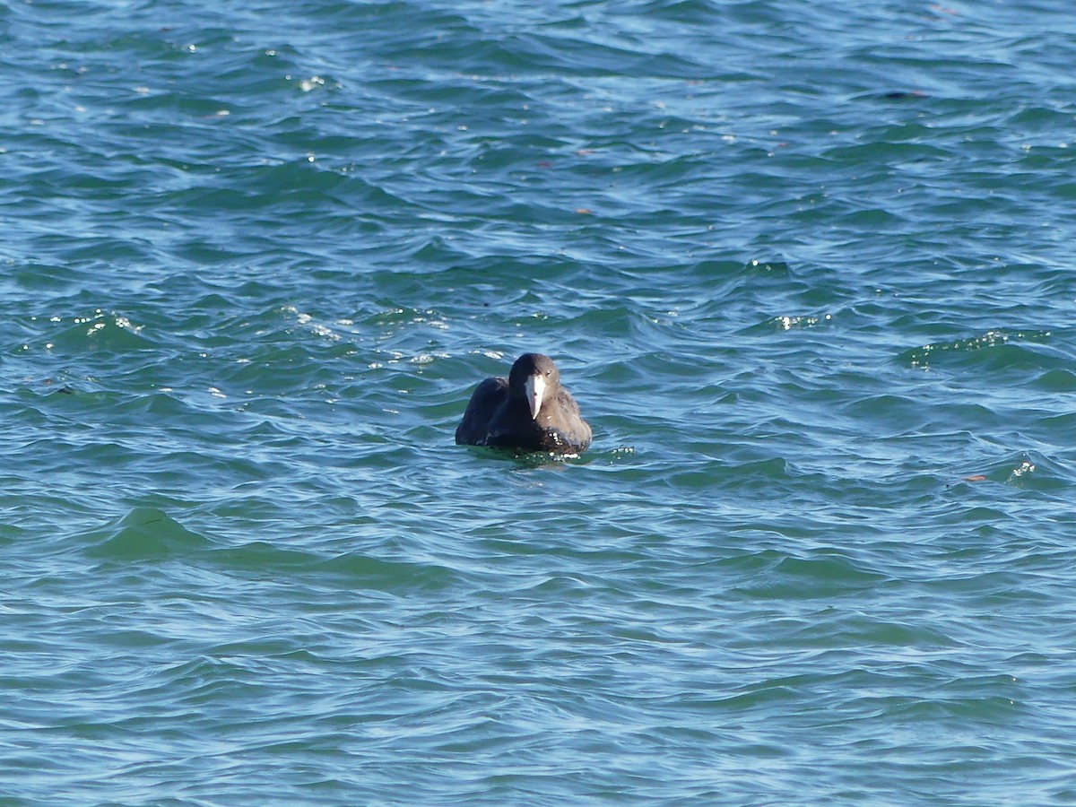 Northern Giant-Petrel - ML643395693