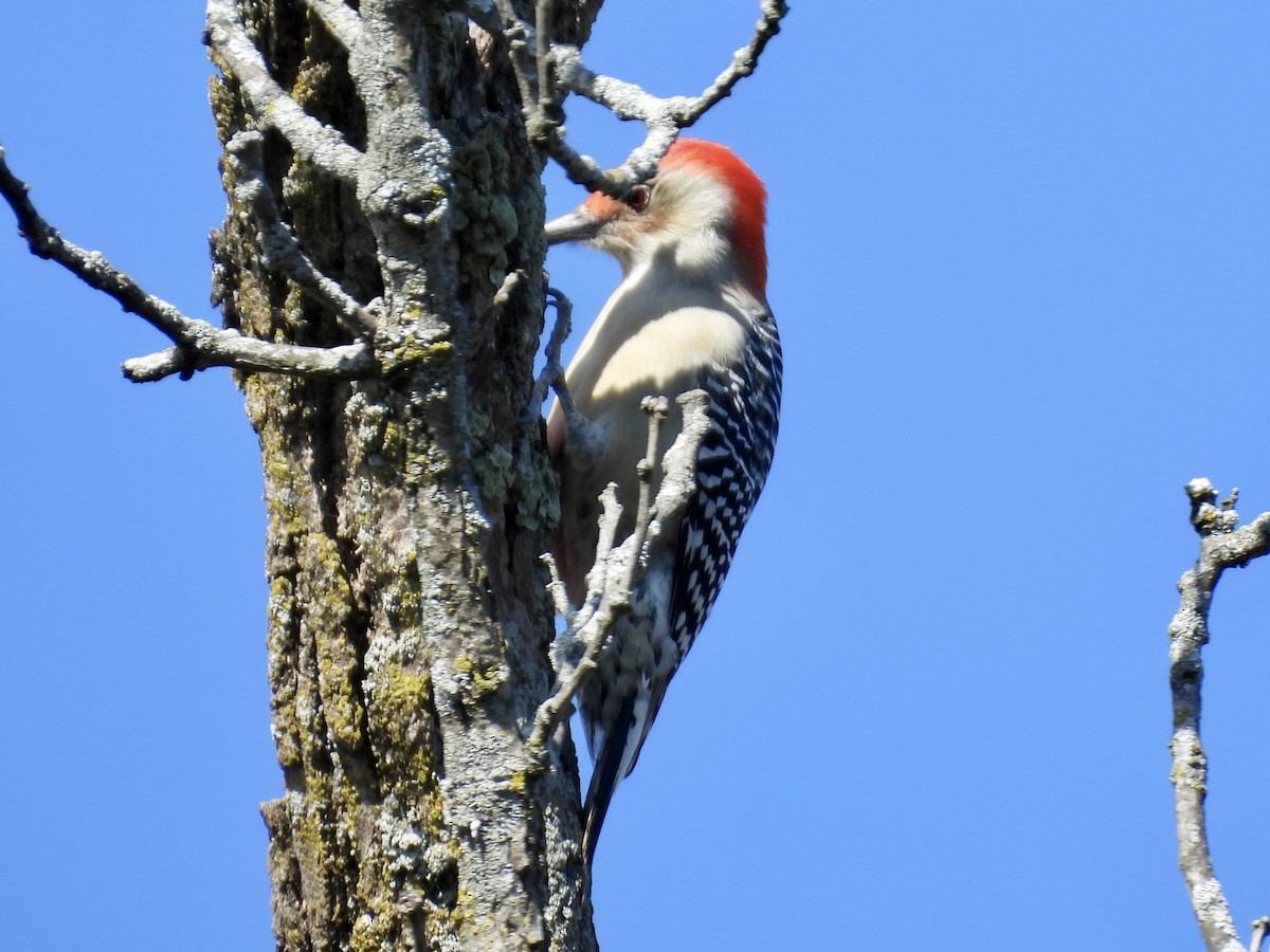 Red-bellied Woodpecker - ML643395703
