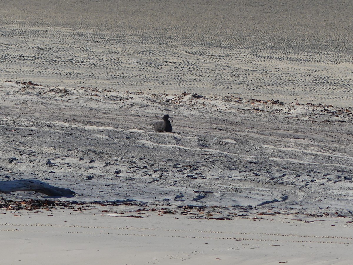 Northern Giant-Petrel - ML643395715