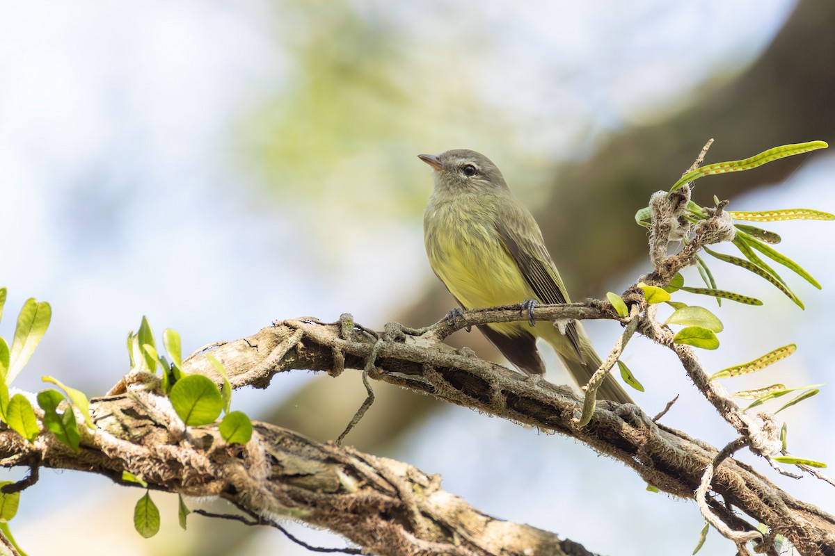 Greenish Elaenia - ML643395718