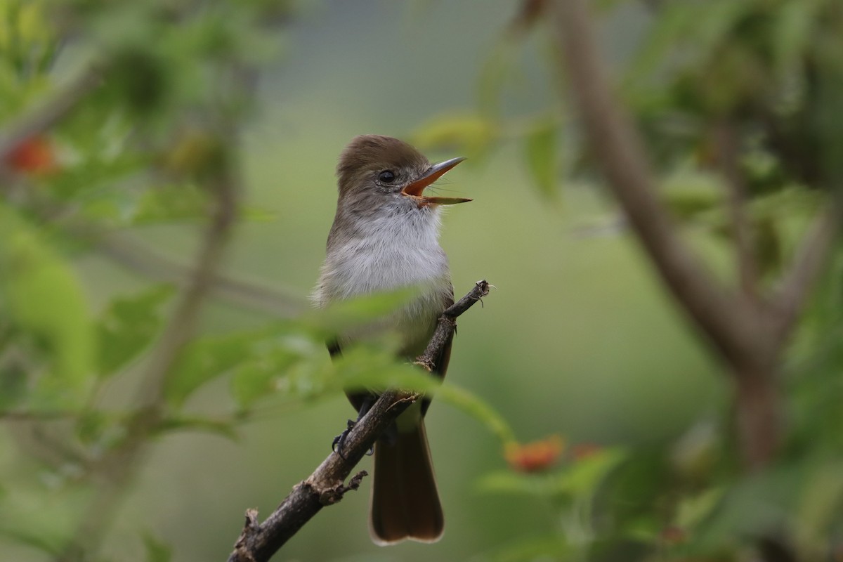 Nutting's Flycatcher (Nutting's) - ML643395728