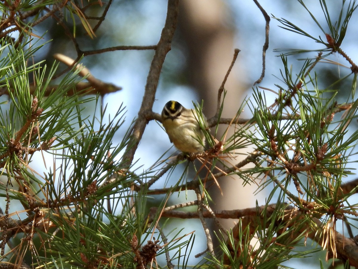 Golden-crowned Kinglet - ML643395731