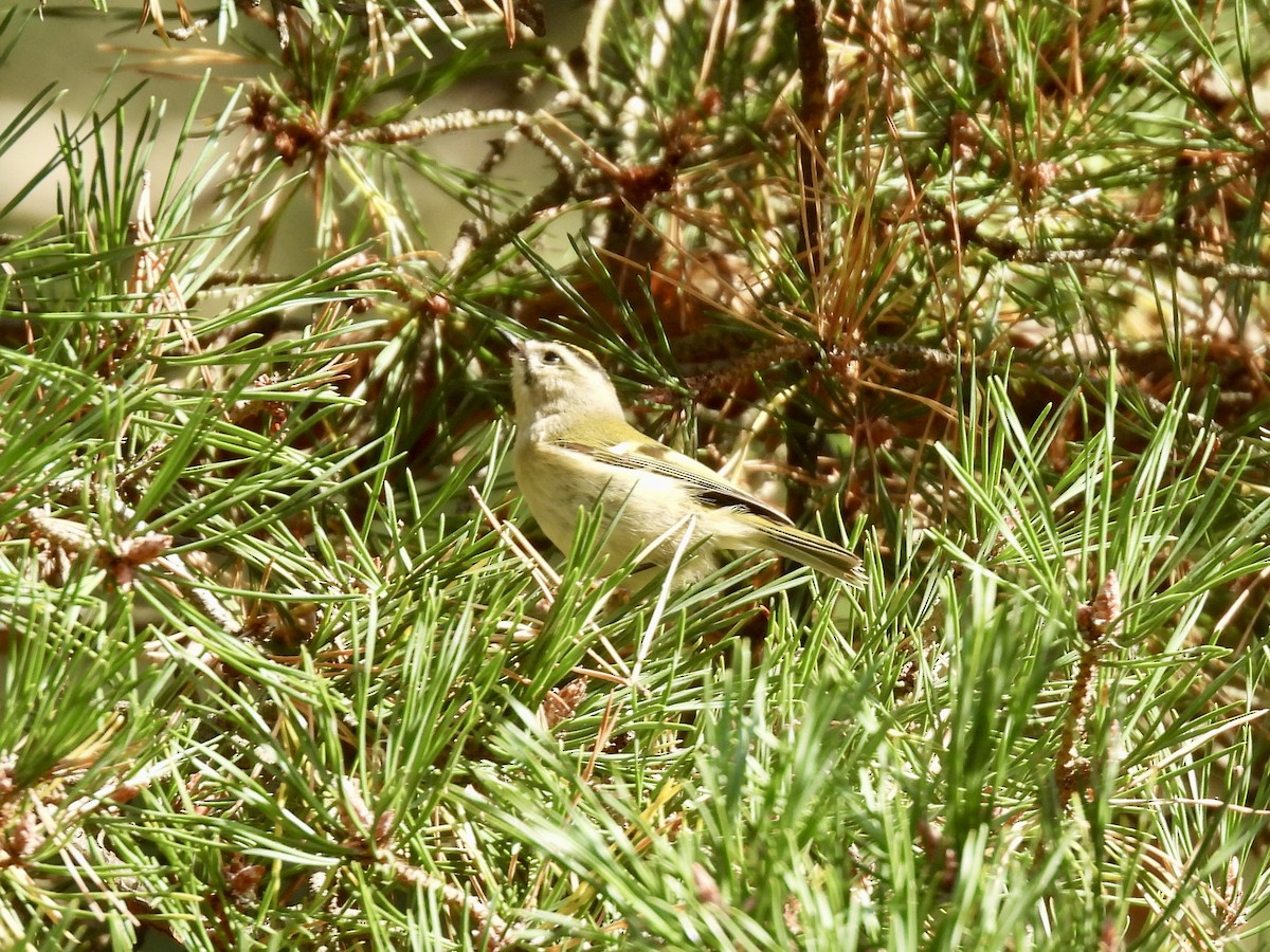 Golden-crowned Kinglet - ML643395732