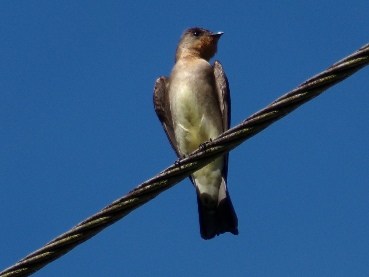 Southern Rough-winged Swallow - ML643395739