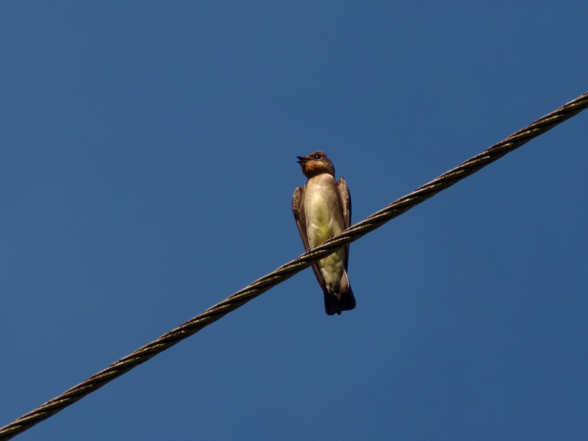 Southern Rough-winged Swallow - ML643395740