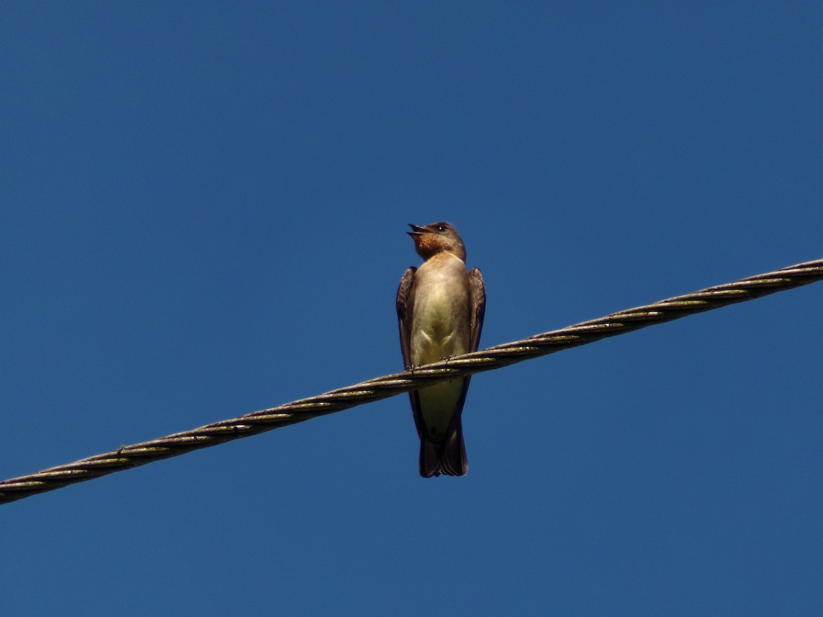 Southern Rough-winged Swallow - ML643395741