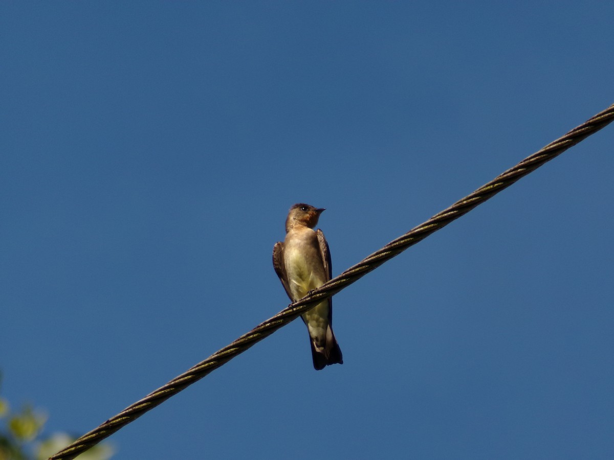 Southern Rough-winged Swallow - ML643395742