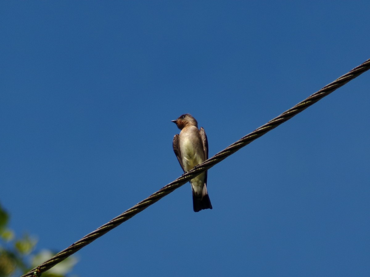 Southern Rough-winged Swallow - ML643395743