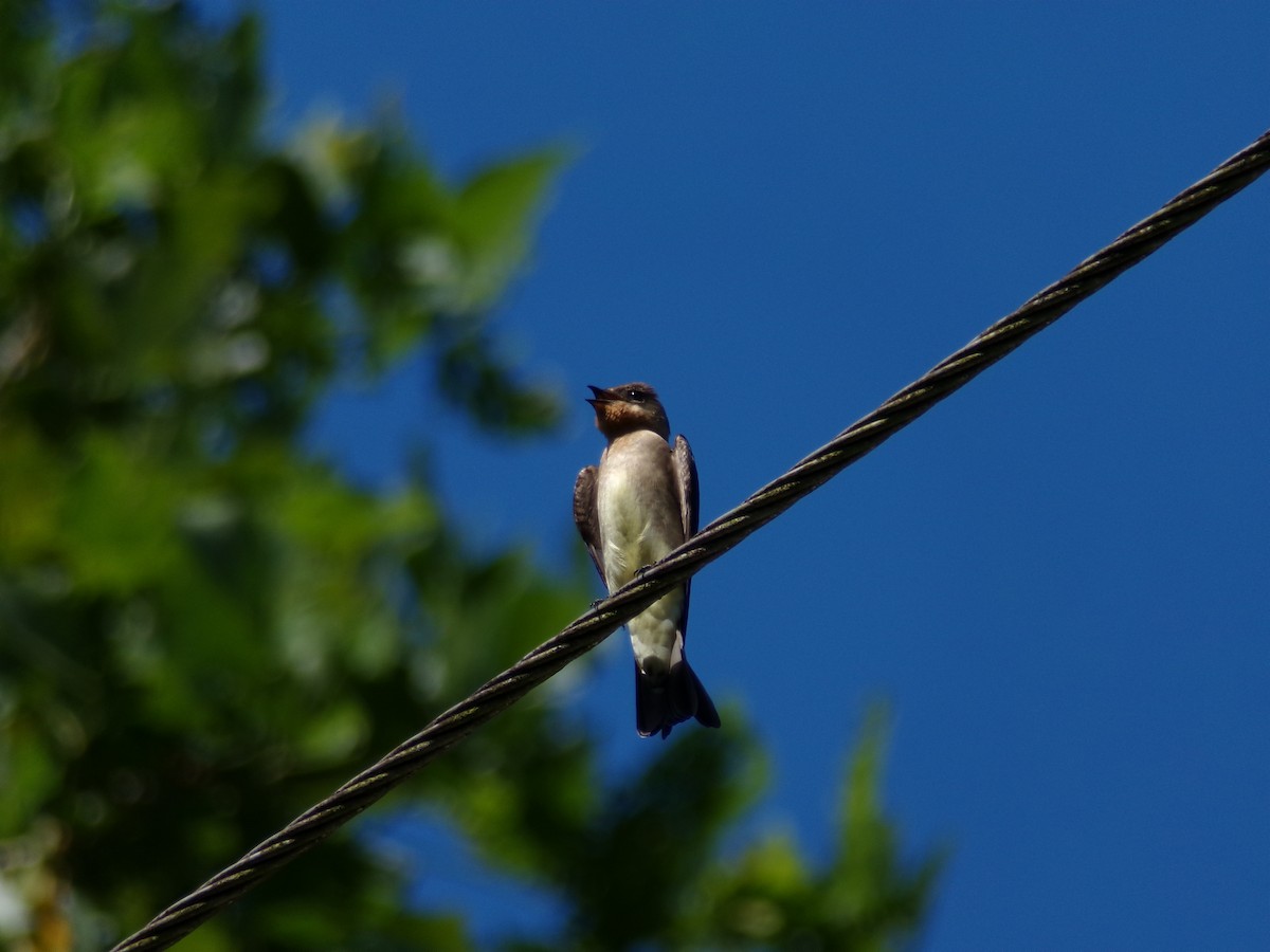 Southern Rough-winged Swallow - ML643395744