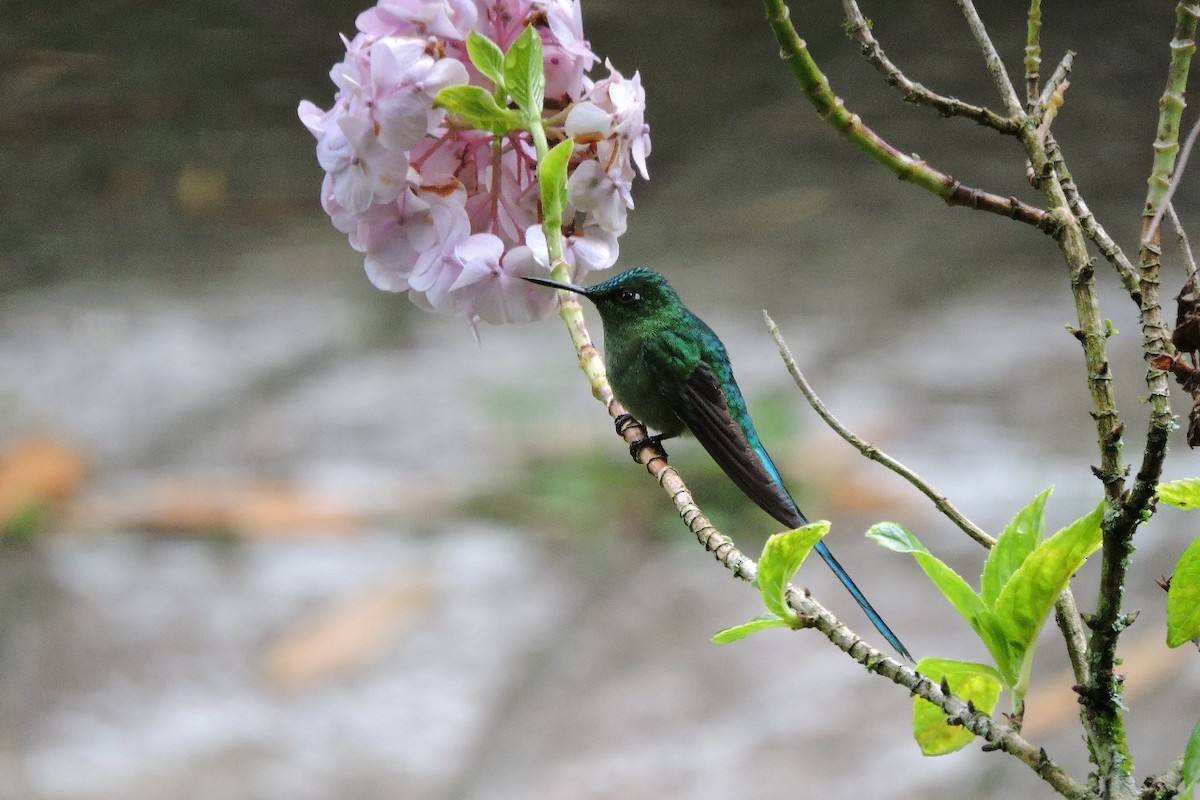 Long-tailed Sylph - ML643395747